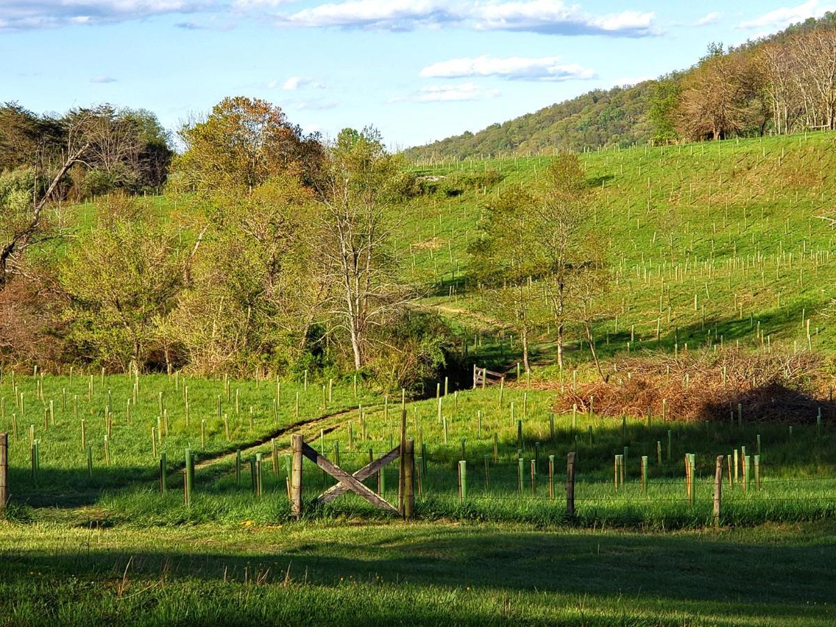 Вилла Walnut Run Farm Woodville Экстерьер фото